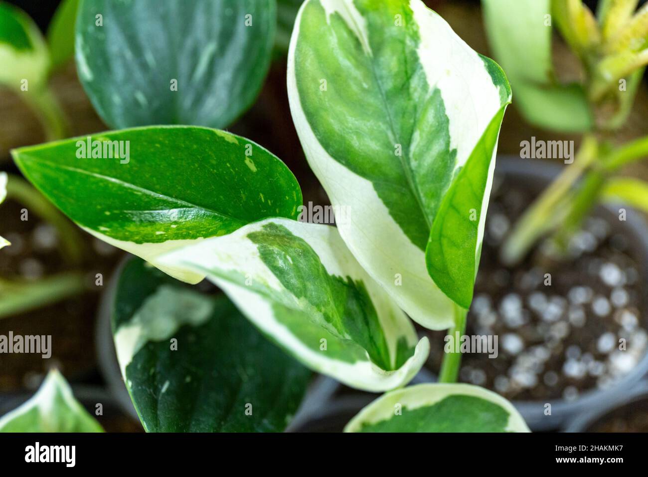 Différentes plantes vertes dans des pots sur la table en bois.Jardin intérieur, jardinage à la maison.Intérieur de la maison avec fleurs, gros plan Banque D'Images