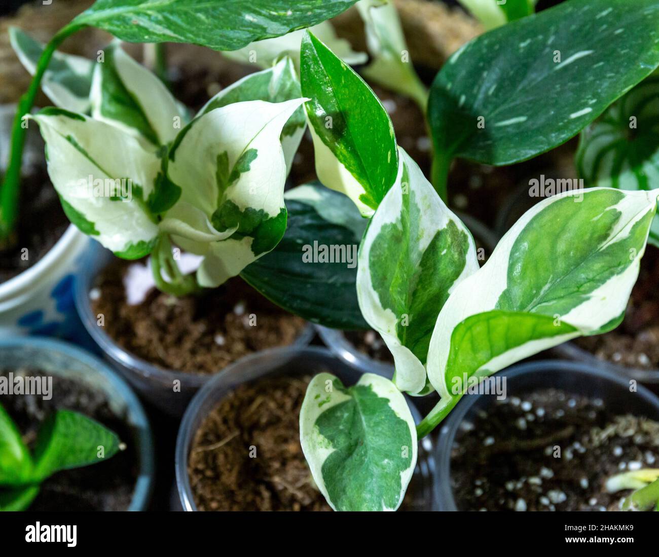 Différentes plantes vertes dans des pots sur la table en bois.Jardin intérieur, jardinage à la maison.Intérieur de la maison avec fleurs, gros plan Banque D'Images