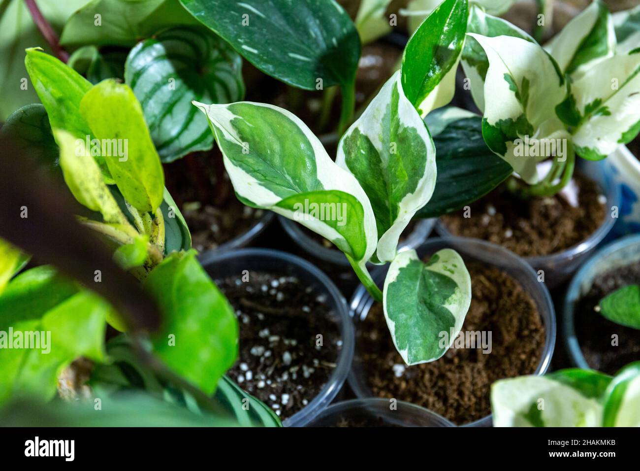 Différentes plantes vertes dans des pots sur la table en bois.Jardin intérieur, jardinage à la maison.Intérieur de la maison avec fleurs, gros plan Banque D'Images