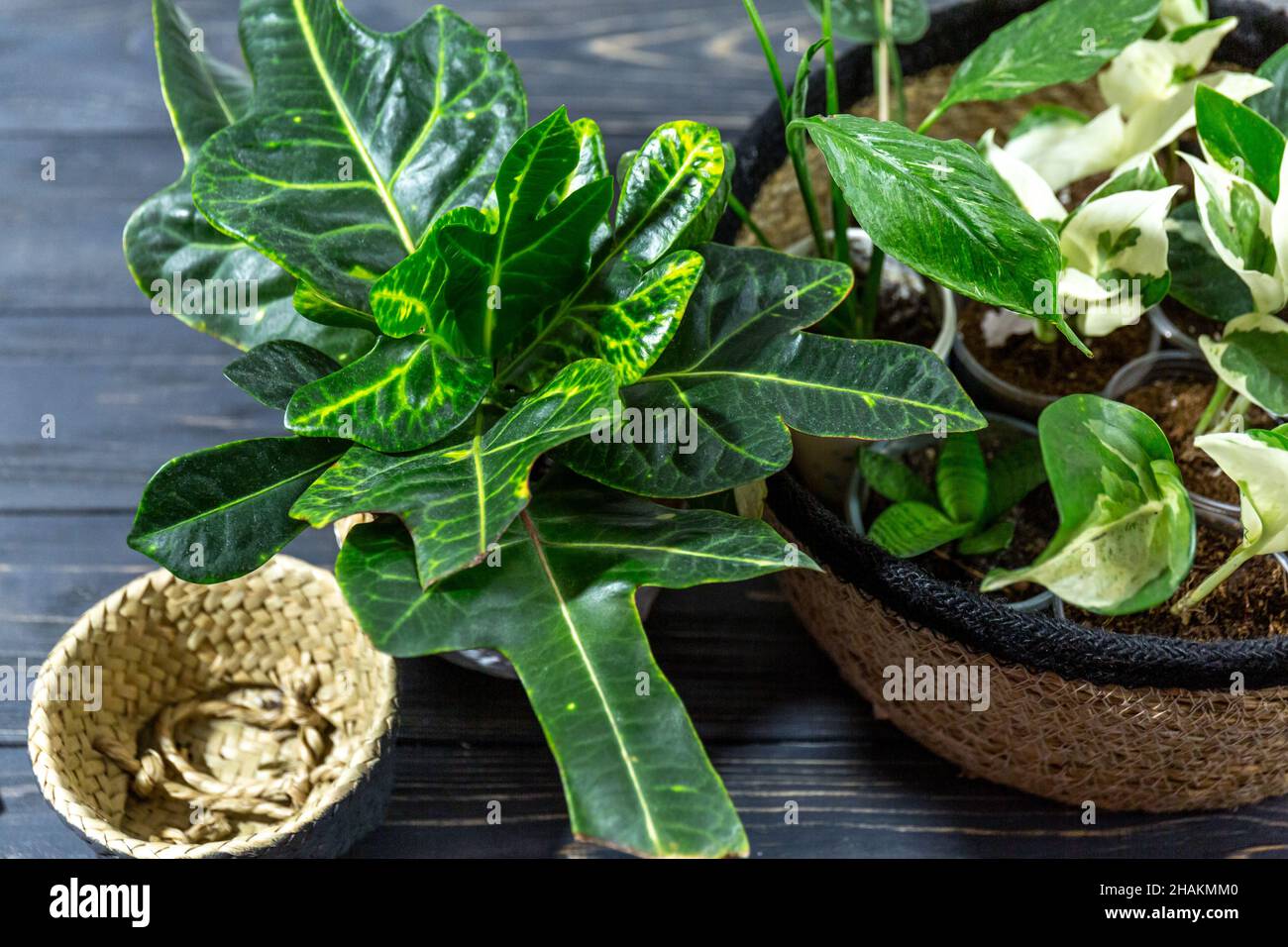 Différentes plantes vertes dans des pots sur la table en bois.Jardin intérieur, jardinage à la maison.Intérieur de la maison avec fleurs, gros plan Banque D'Images