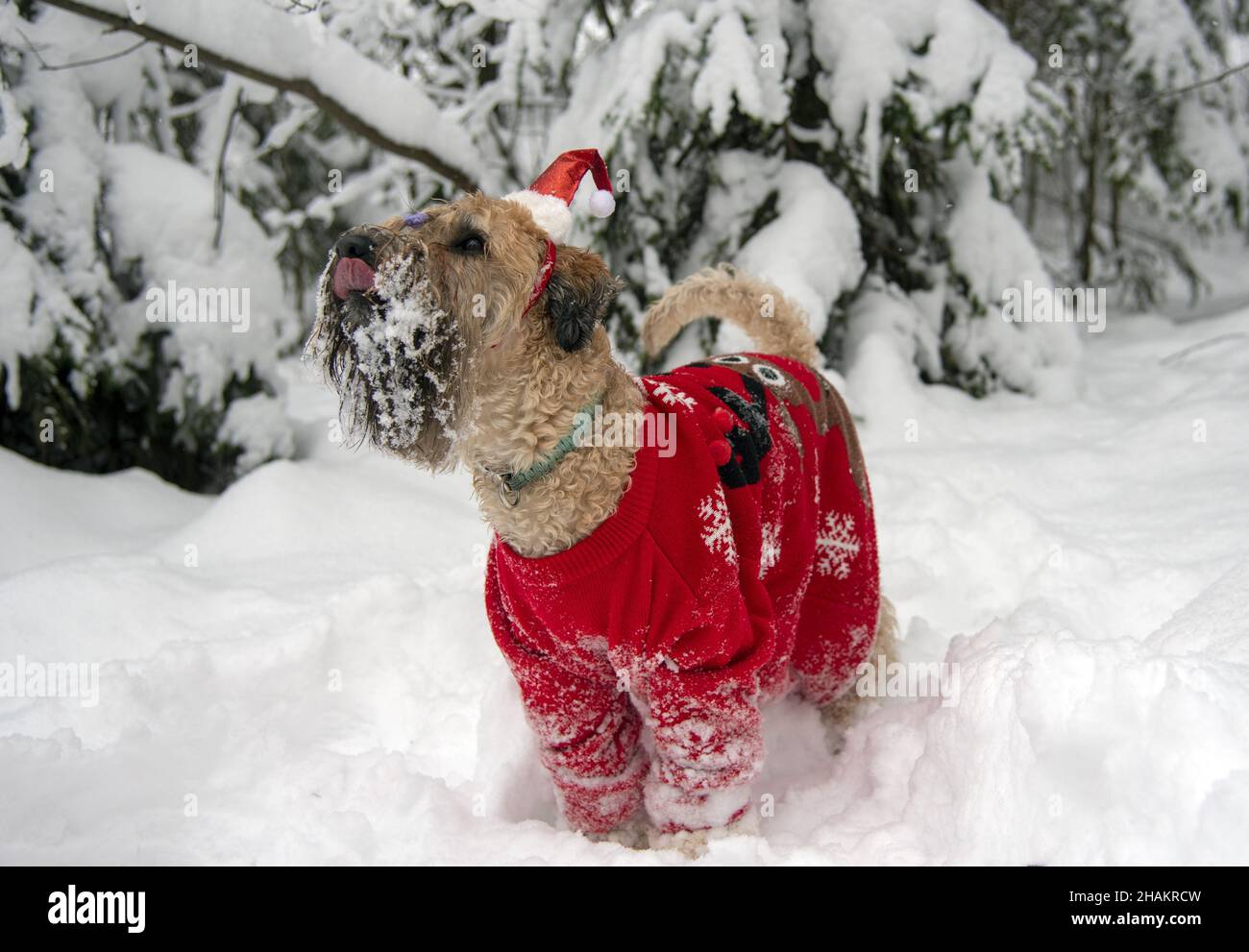 Terrier irlandais à revêtement doux.Un chien rouge moelleux en costume rouge du nouvel an pose dans une forêt enneigée. Banque D'Images