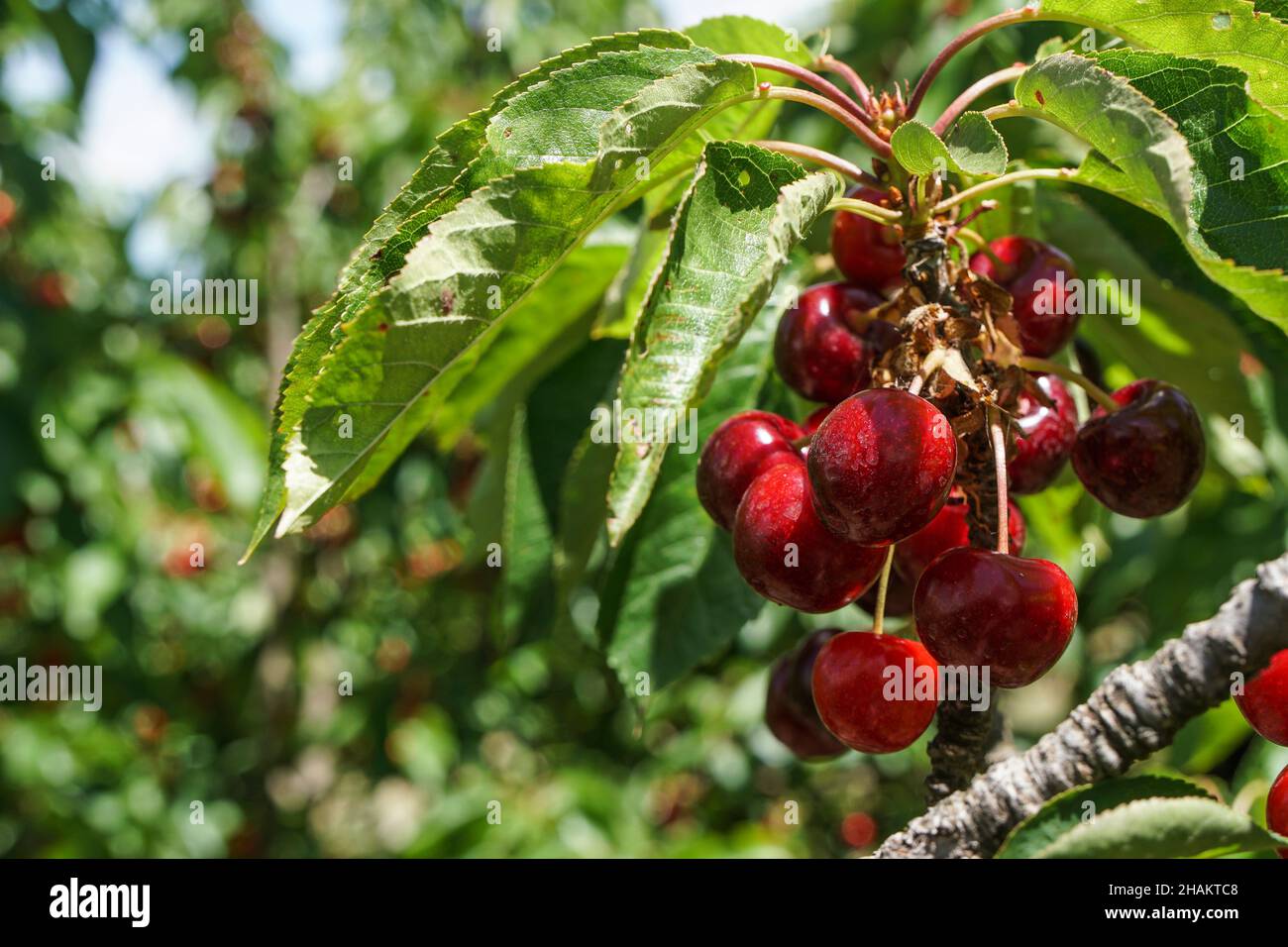 Un bouquet de belles cerises rouges brillantes prêtes pour la cueillette dans un verger de cerises Banque D'Images