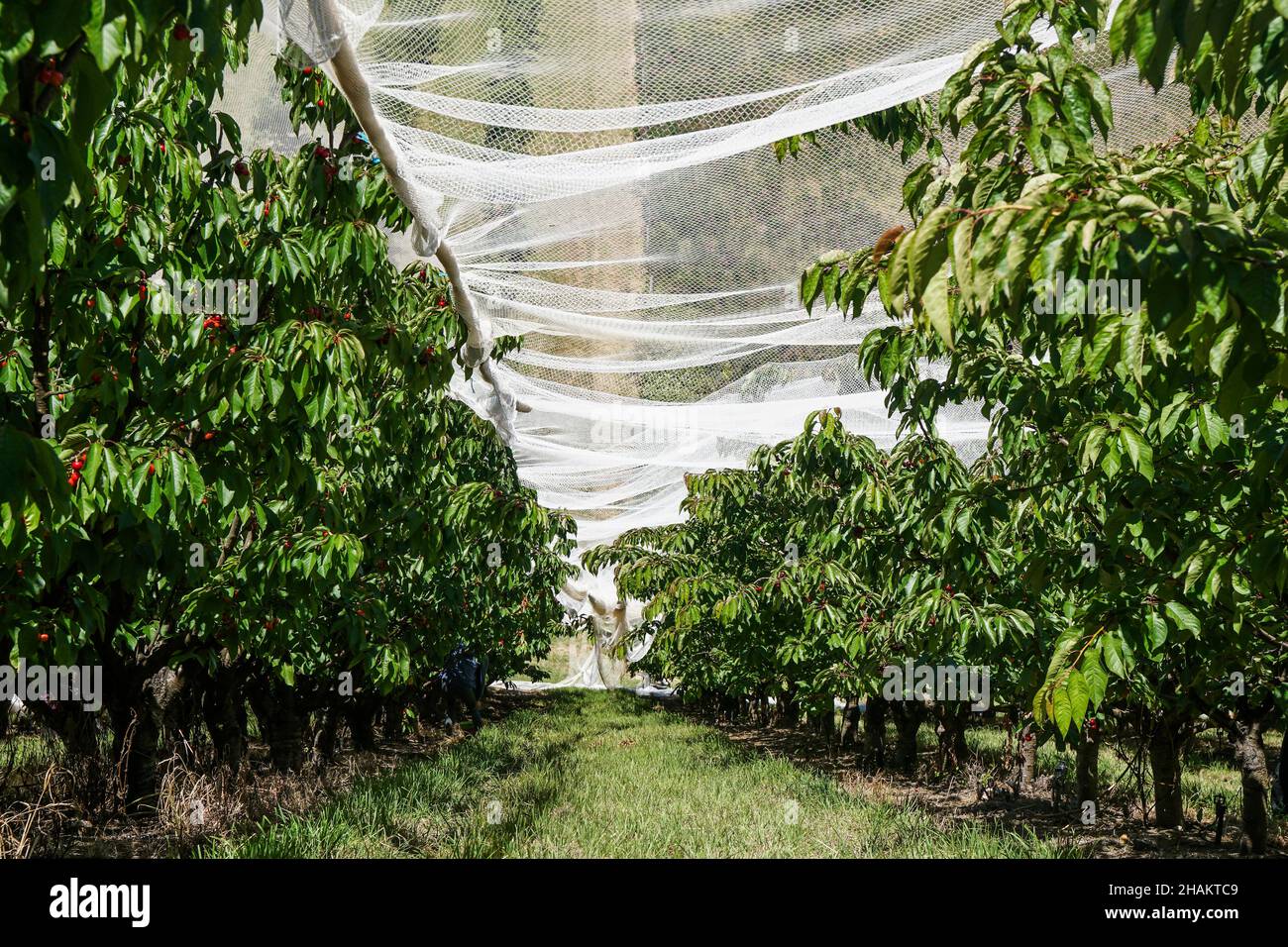 Filet placé sur les cerisiers en mûrissement pour empêcher les oiseaux de cueillir sur les cerises mûres dans un verger Banque D'Images