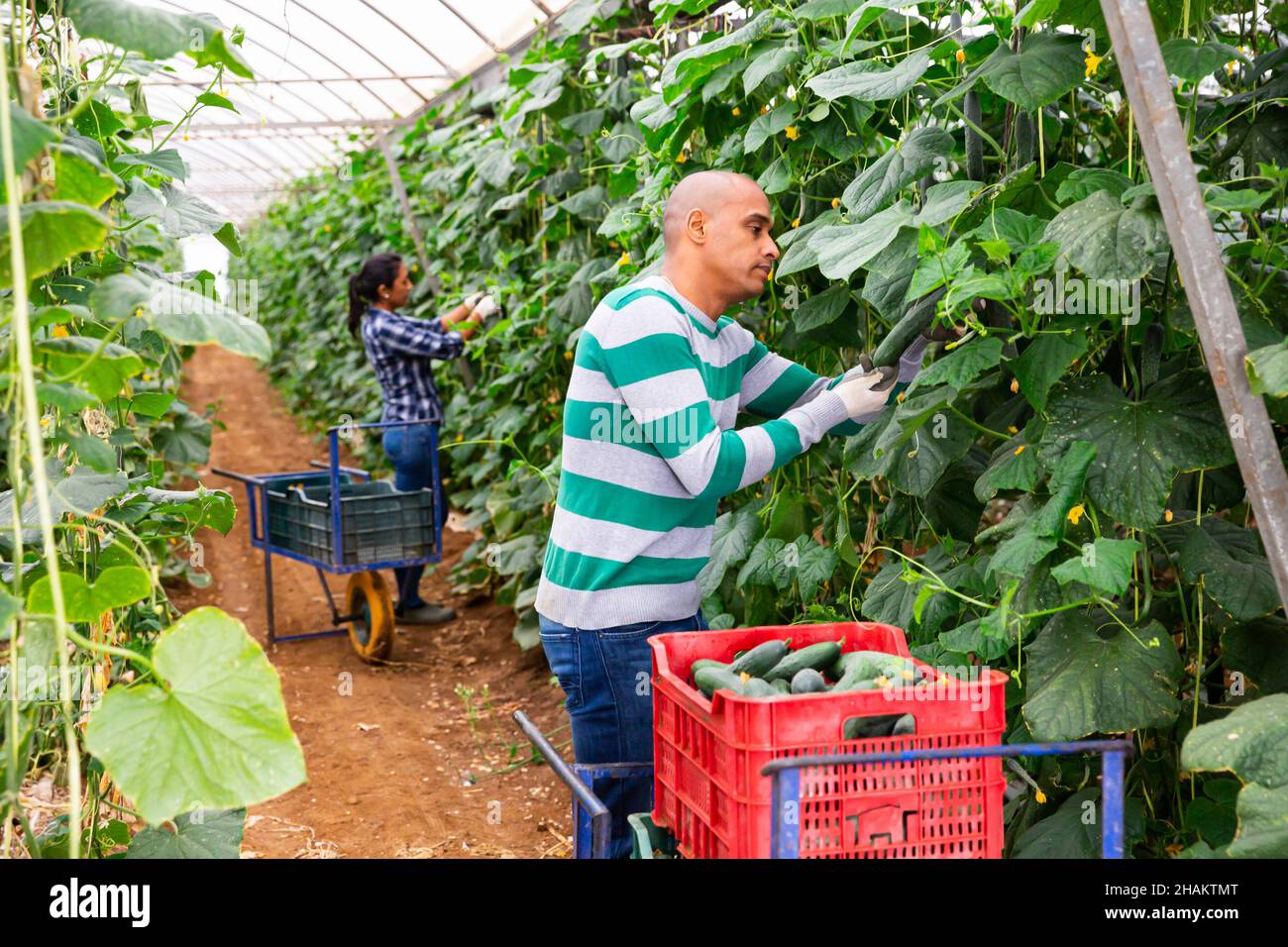 Récolte de concombres en Amérique latine dans la serre de la ferme Banque D'Images