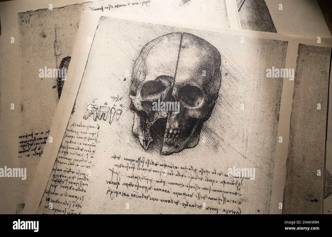 Kandy, Sri Lanka - 17 février 2021: 14th Century Anatomie art par Leonardo Da Vinci dans l'exposition médicale de Kandy Banque D'Images