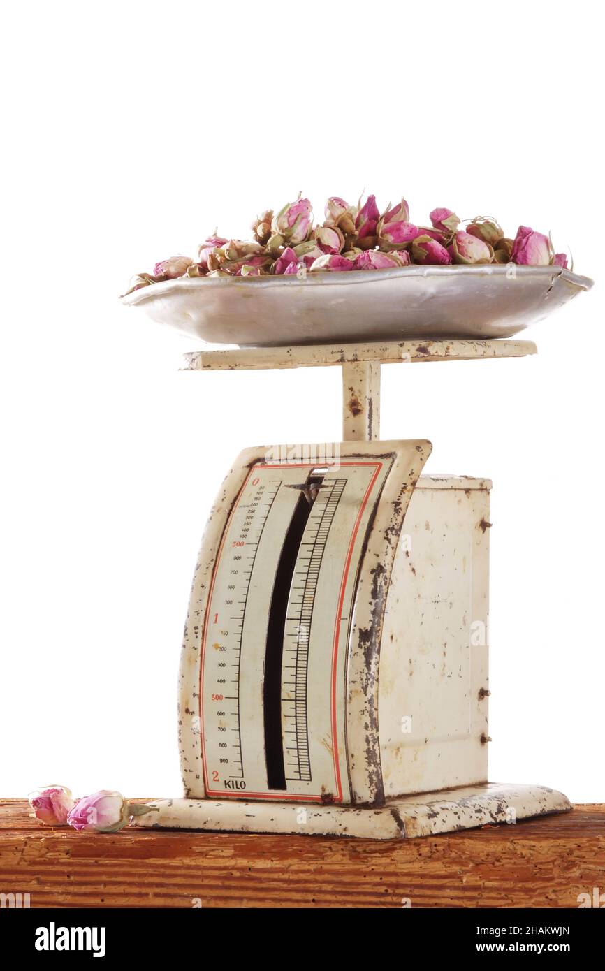 rosebuds sur de vieilles balances métalliques sur des poutres en bois, isolées Banque D'Images