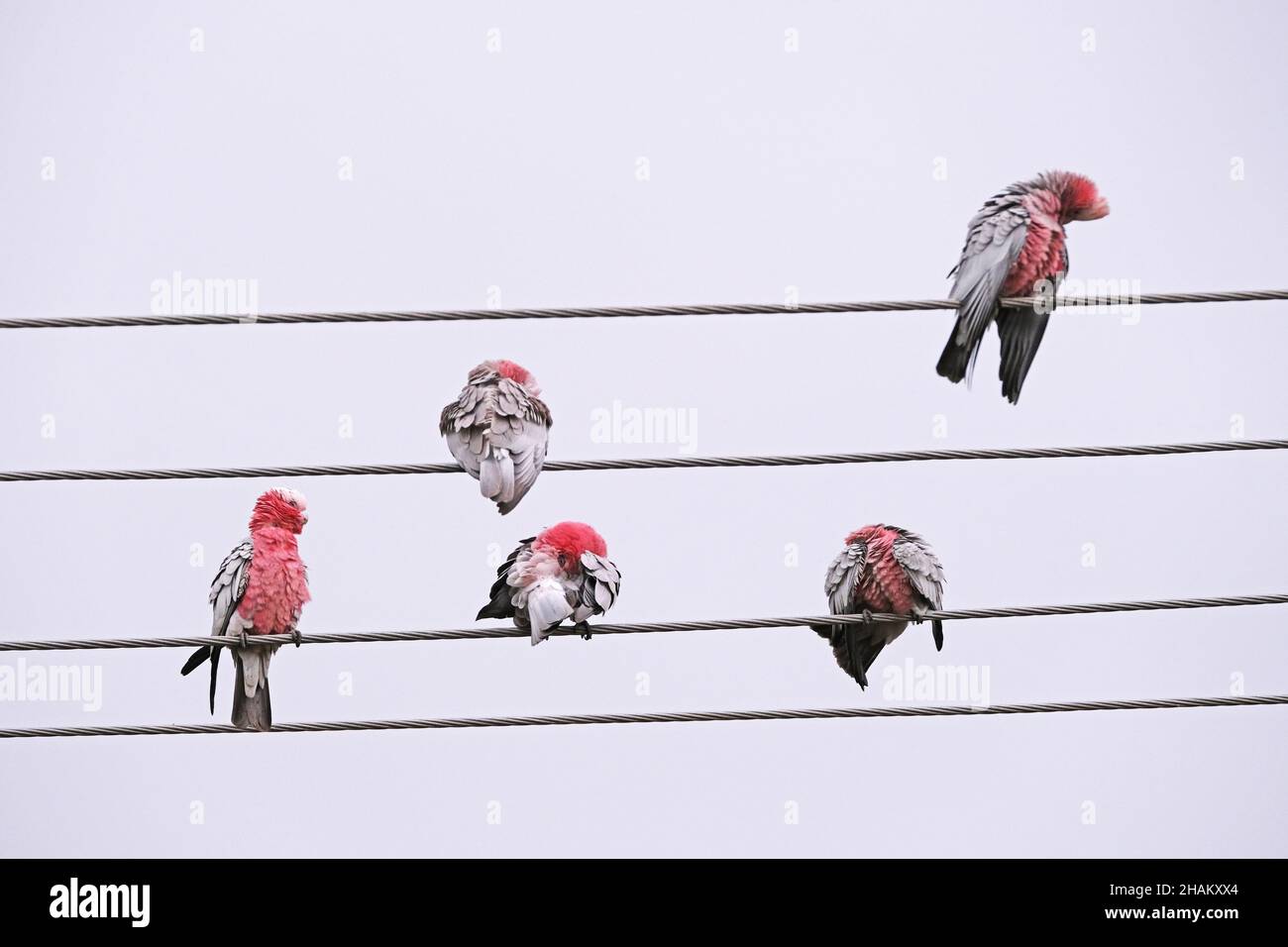 Des oiseaux indigènes australiens connus sous le nom de Galahs se prêtant par des pluies légères à Adélaïde en Australie Banque D'Images