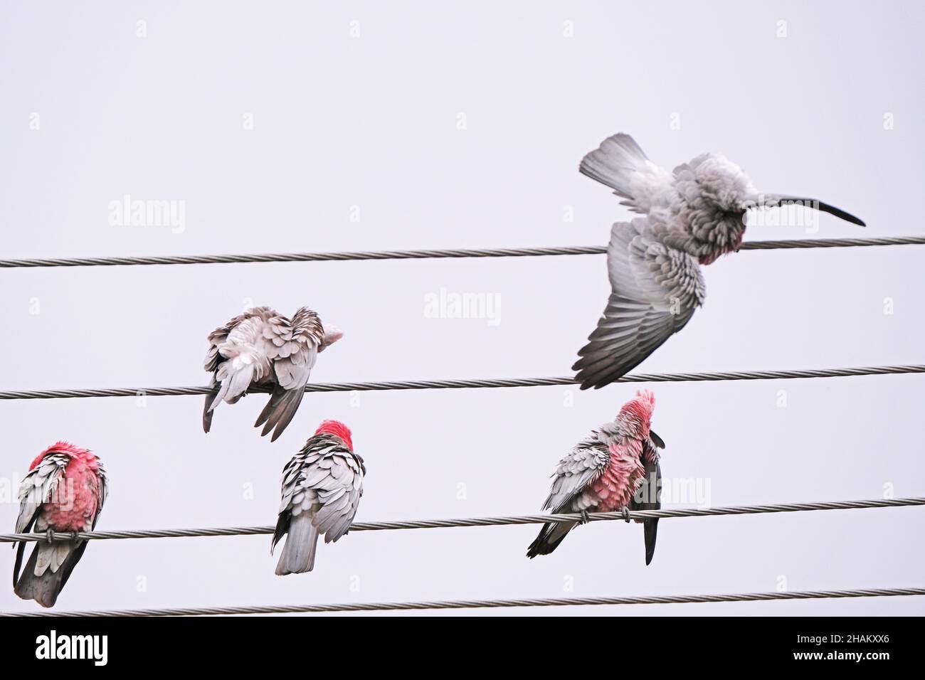 Des oiseaux indigènes australiens connus sous le nom de Galahs se prêtant par des pluies légères à Adélaïde en Australie Banque D'Images