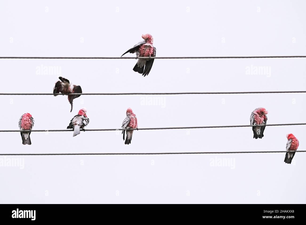 Des oiseaux indigènes australiens connus sous le nom de Galahs se prêtant par des pluies légères à Adélaïde en Australie Banque D'Images