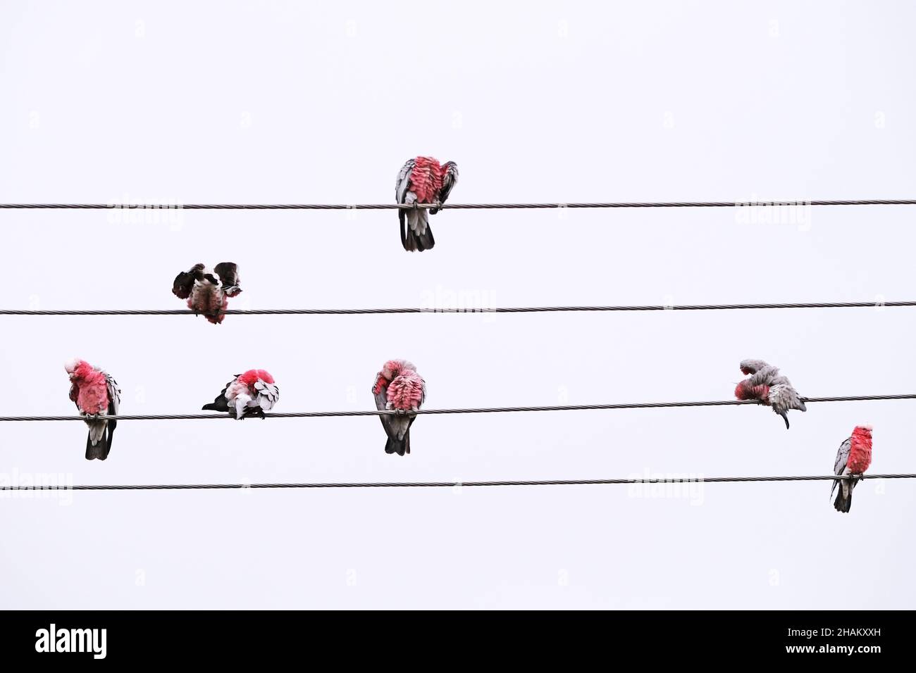 Des oiseaux indigènes australiens connus sous le nom de Galahs se prêtant par des pluies légères à Adélaïde en Australie Banque D'Images