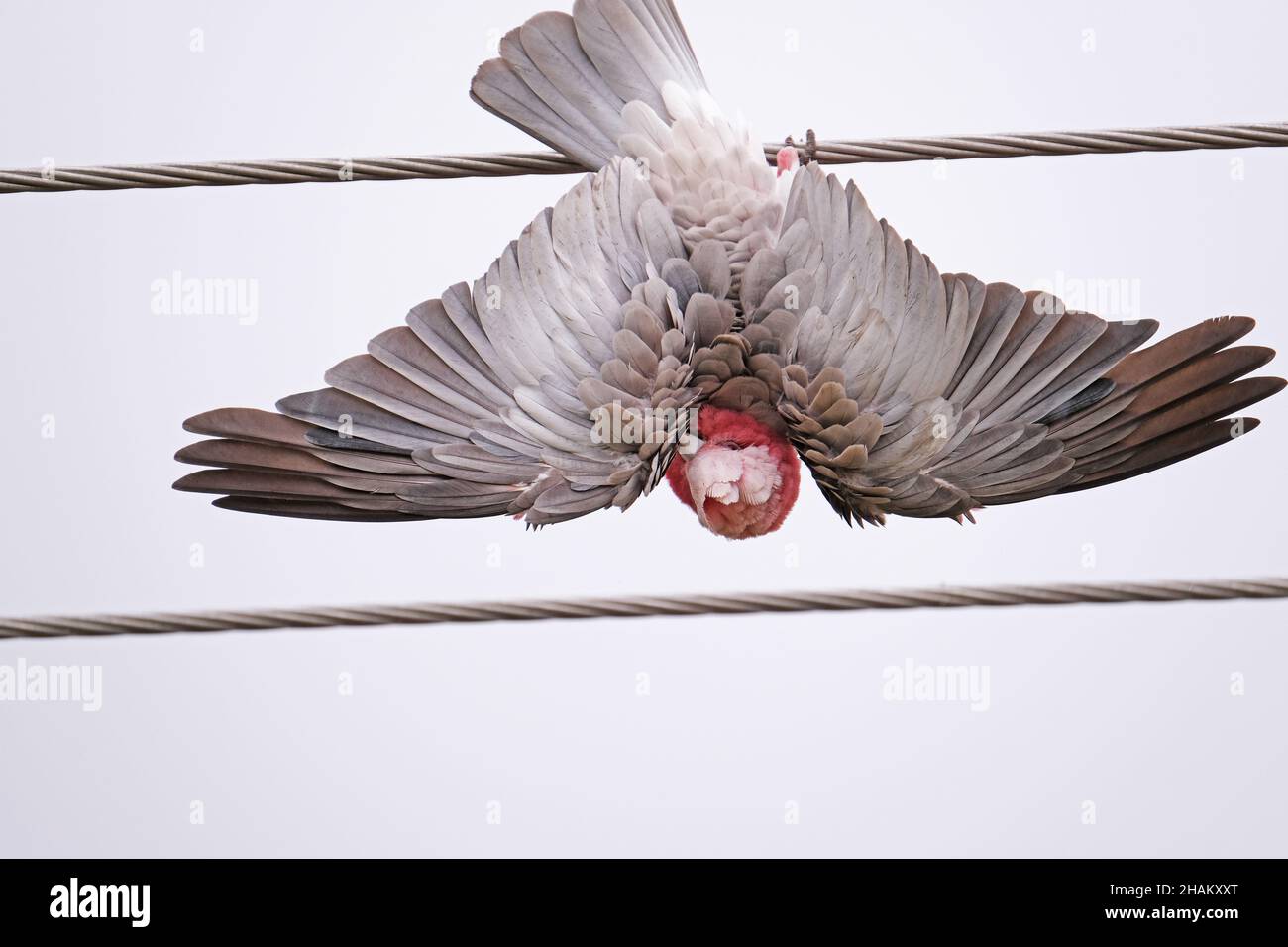 Un Galah, un oiseau australien indigène, suspendu à l'envers pendant une pluie légère à Adélaïde Australie Banque D'Images