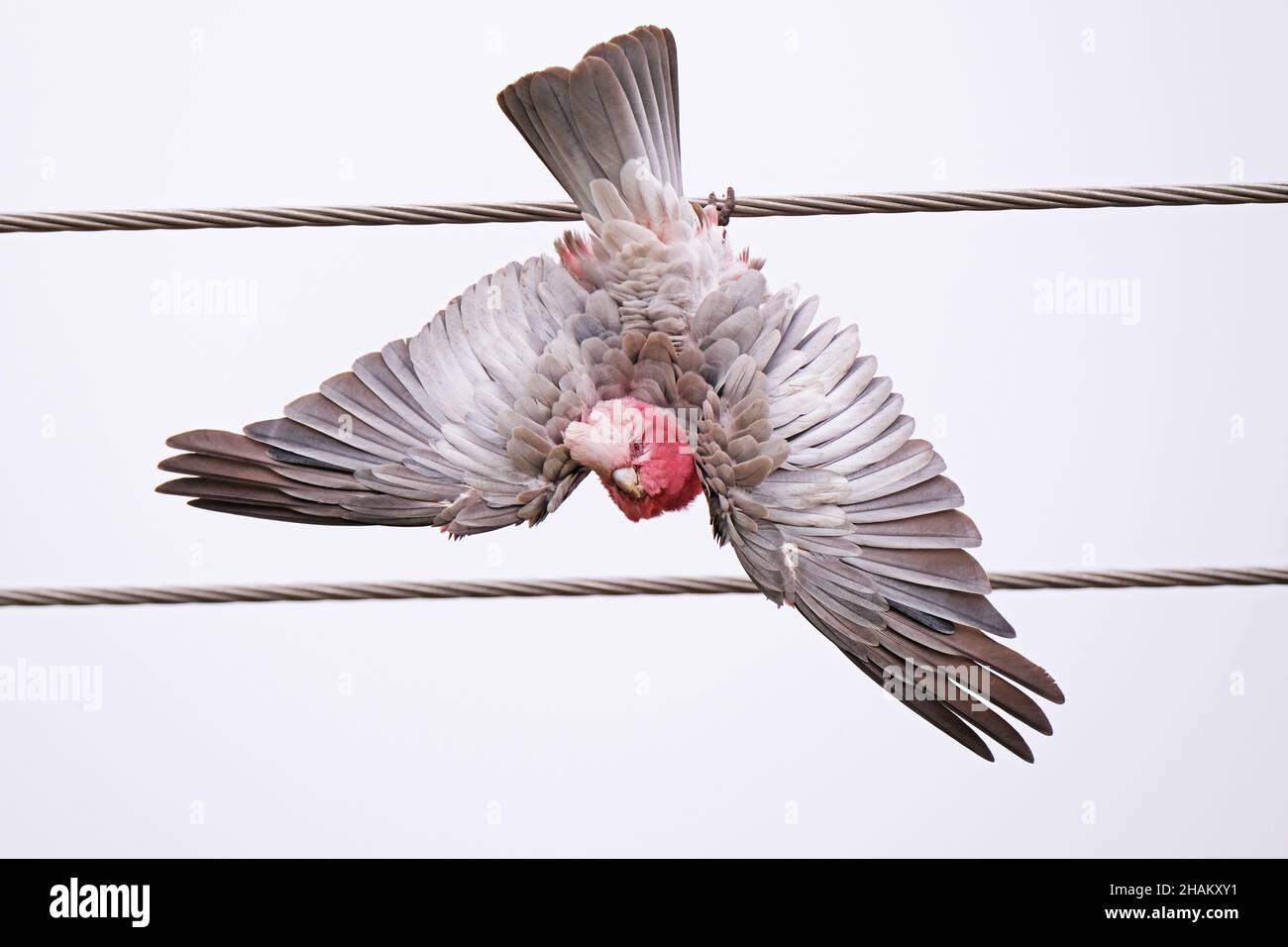 Un Galah, un oiseau australien indigène, suspendu à l'envers pendant une pluie légère à Adélaïde Australie Banque D'Images