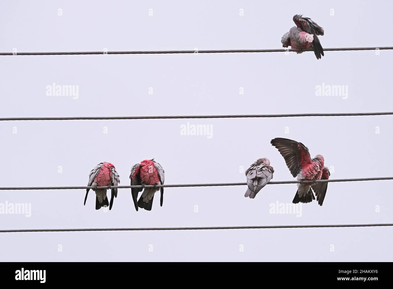 Des oiseaux indigènes australiens connus sous le nom de Galahs se prêtant par des pluies légères à Adélaïde en Australie Banque D'Images