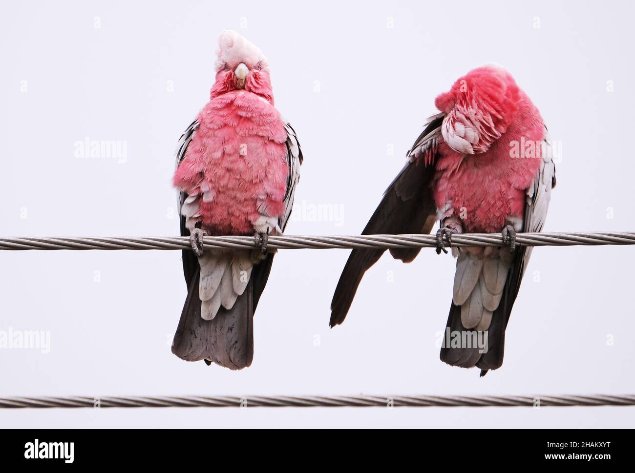 Des oiseaux indigènes australiens connus sous le nom de Galahs se prêtant par des pluies légères à Adélaïde en Australie Banque D'Images