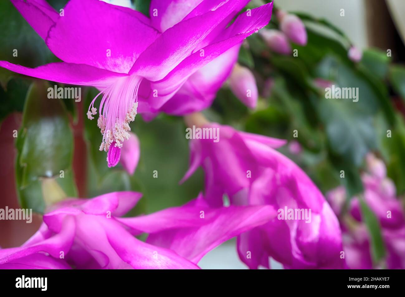 Décembre fleur Schlumbergera avec pétales pourpres blanc étamines de gros plan Banque D'Images