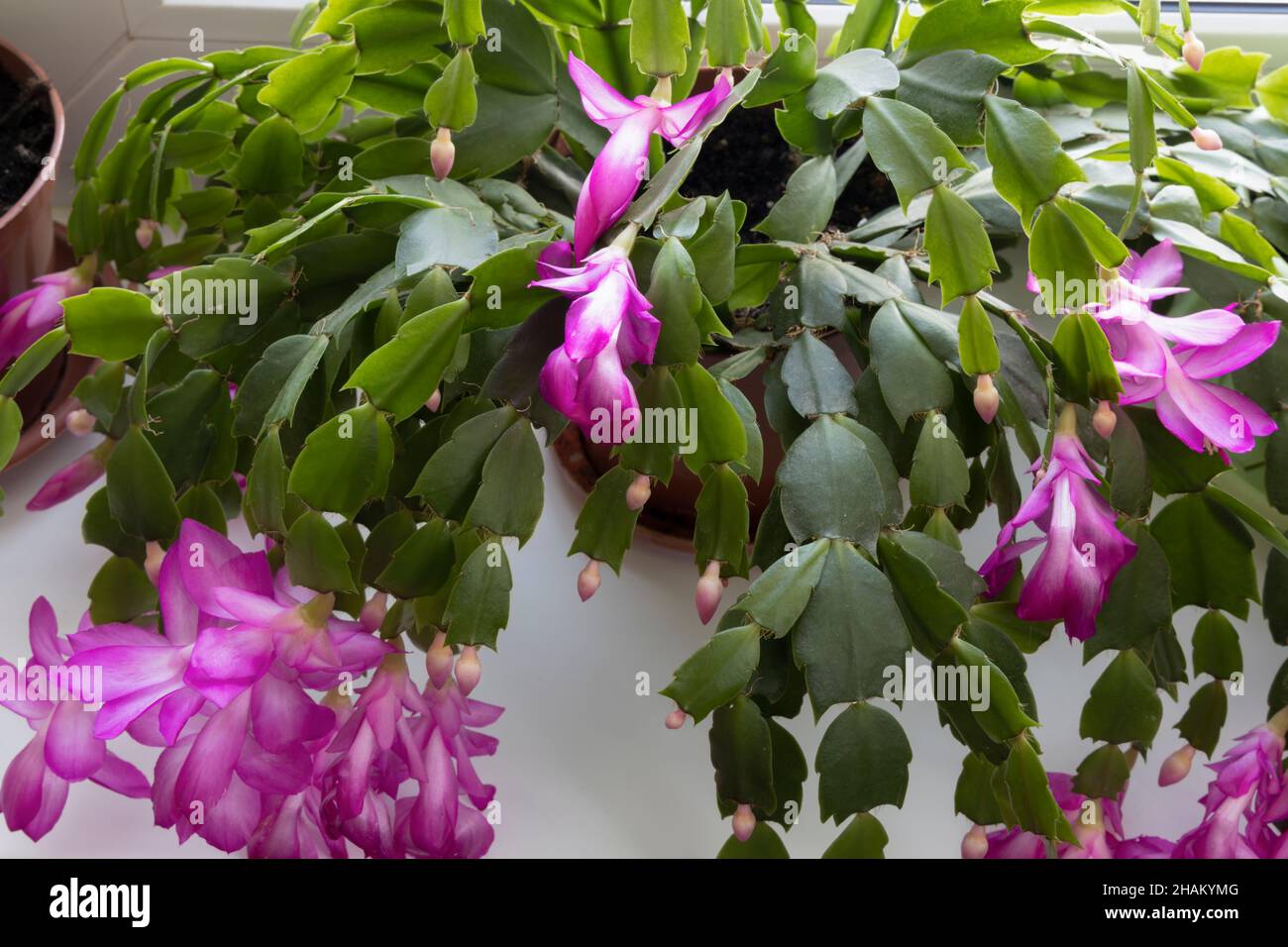 Schlumberger ou cactus de Noël fleurit à la maison en hiver Banque D'Images