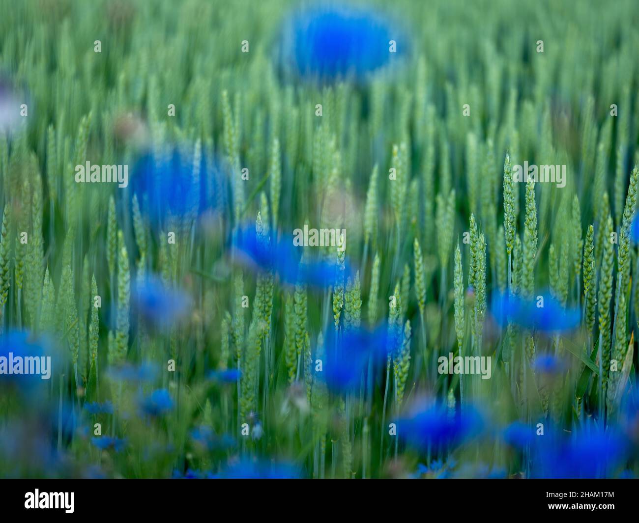 Champ de blé avec fleurs de maïs au début de l'été Banque D'Images
