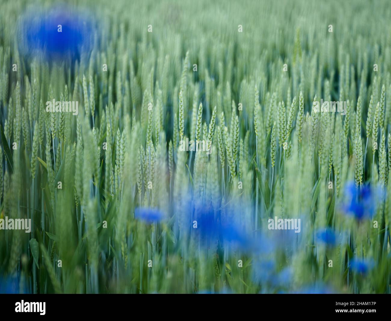 Champ de blé avec fleurs de maïs au début de l'été Banque D'Images