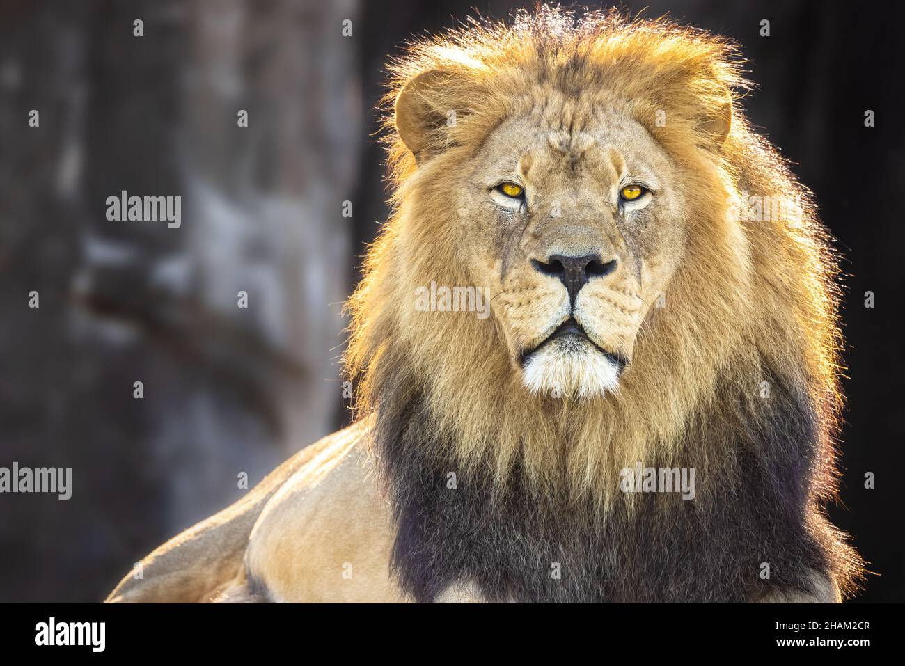Lion masculin à l'aspect féroce regardant quelque chose sur un arrière-plan flou Banque D'Images