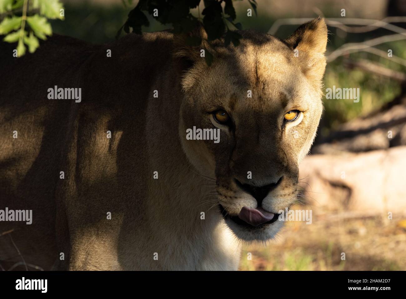 Lion féminin à l'aspect féroce qui regarde quelque chose sur un arrière-plan flou Banque D'Images