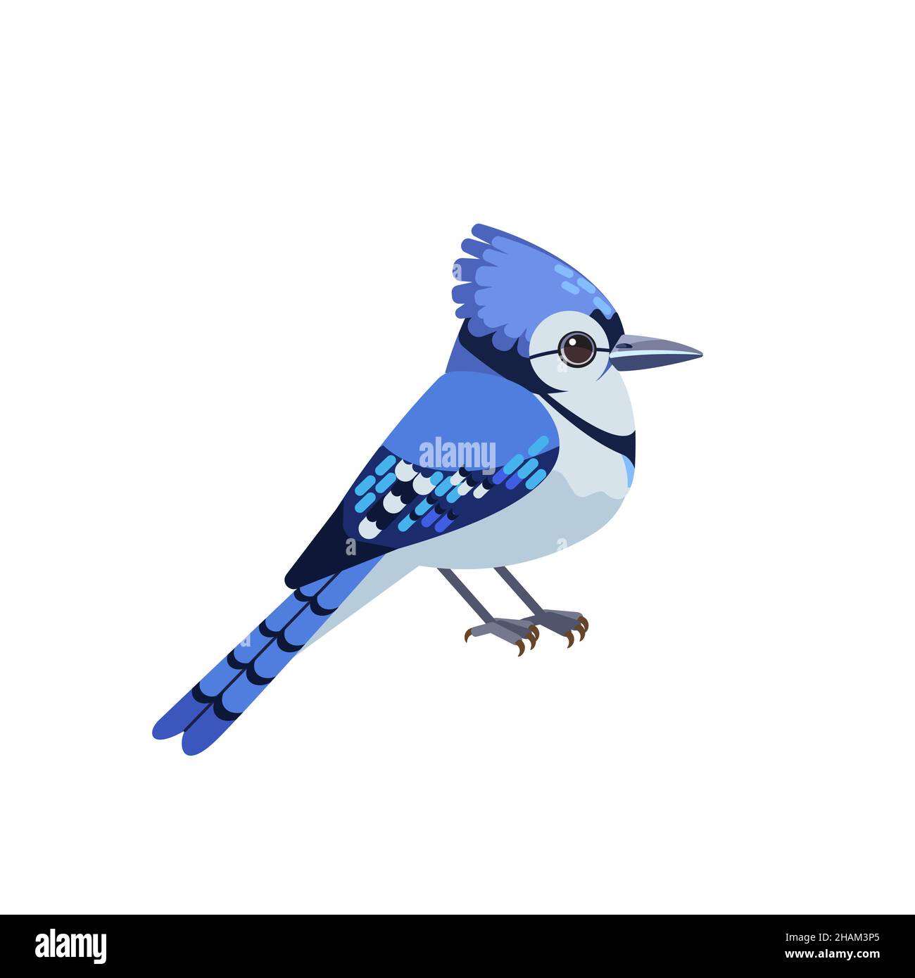 Blue jay est un oiseau de passereau de la famille des Corvidae.Blue Bird Cartoon de style plat caractère d'ornithologie, illustration vectorielle isolée sur blanc Illustration de Vecteur