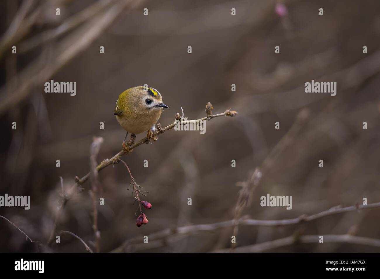 Magnifique oiseau de Goldcrest assis sur la branche de l'arbre avec des feuilles brunes sèches sur fond de nature d'automne Banque D'Images