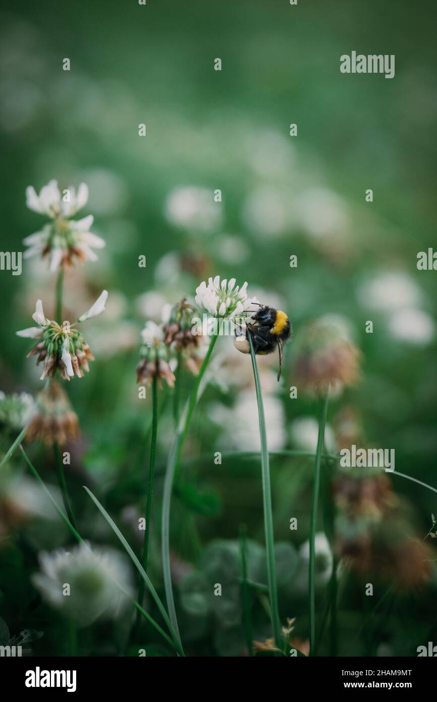 Abeille sur fleur de trèfle Banque D'Images