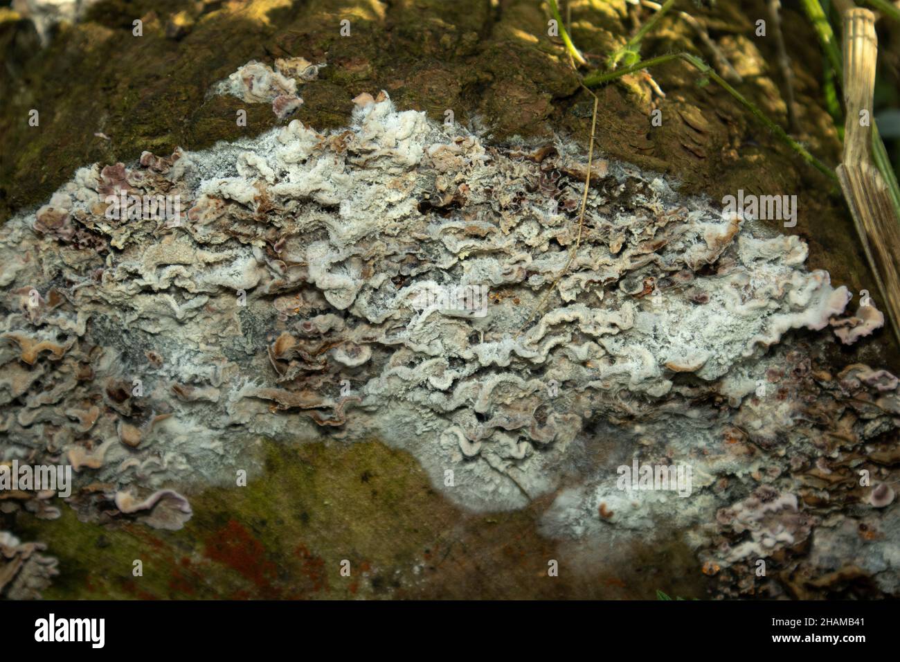 Les petits supports pathogènes de Root Rot sont couverts dans un moule à chaux.Normalement vus à l'automne, ces moisissures sont maintenant classées comme protozoaires Banque D'Images