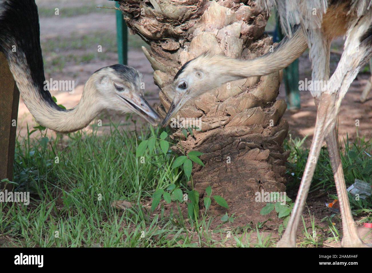 Grande Rhea, libéré dans un parc, Pantanal, Brésil.Il s'agit de la deuxième plus grande espèce d'oiseaux sans vol originaire d'Amérique du Sud. Banque D'Images