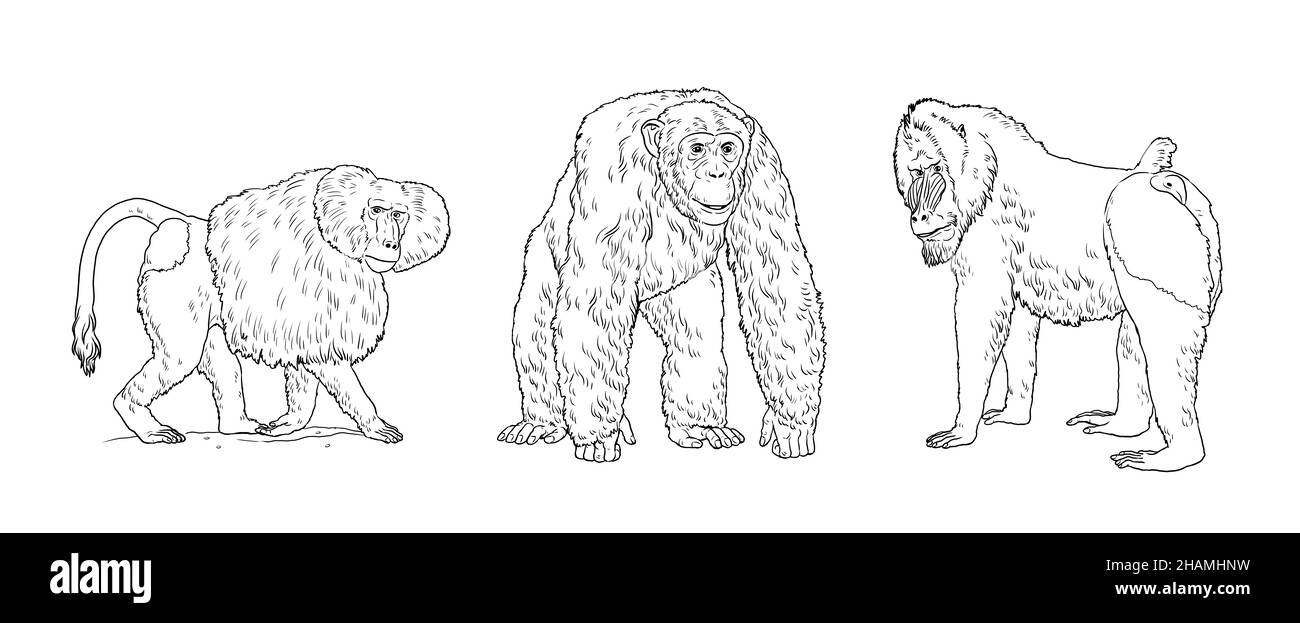 Illustration du babouin de hamadryas, du chimpanzé et du mandrill.Grands singes pour livre de coloriage. Banque D'Images