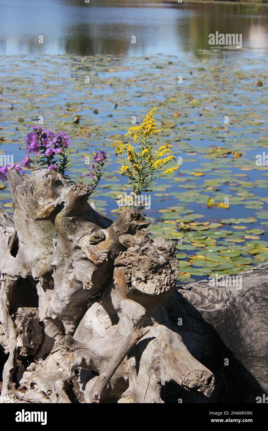 Vieux bois abîmé se posant dans l'étang calme de la prairie d'automne sous le soleil lumineux et ensoleillé. Banque D'Images