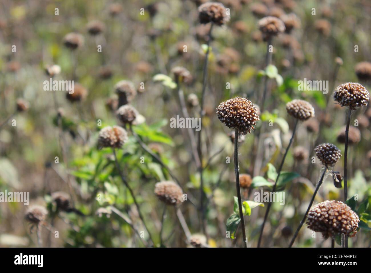 Sécher les fleurs flétrissent dans la prairie ensoleillée. Banque D'Images