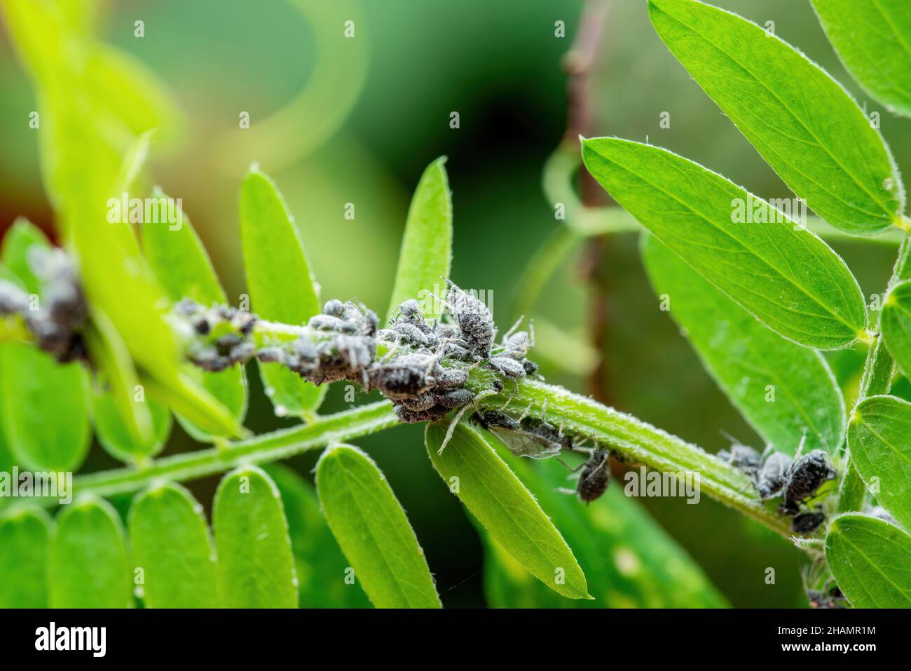 Gros plan sur la colonie de pucerons du haricot noir. Mouche noire ou Aphis fabae parasite du jardin insecte parasite Macro sur fond vert Banque D'Images