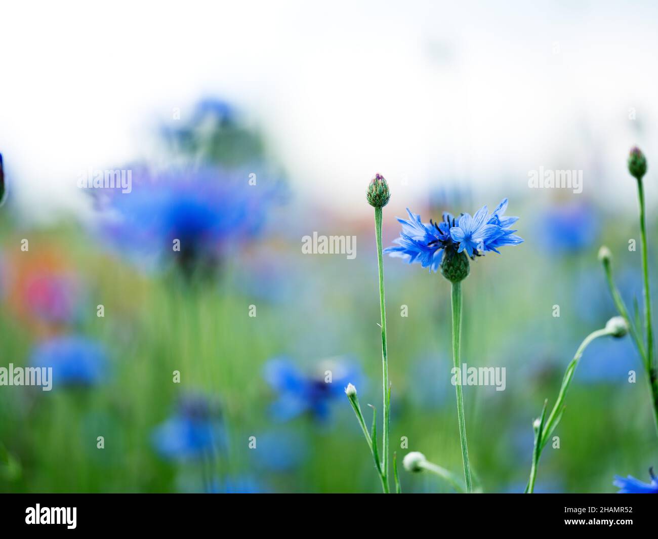 Fleurs de Corny bleu vif sur une prairie à fleurs au début de l'été Banque D'Images