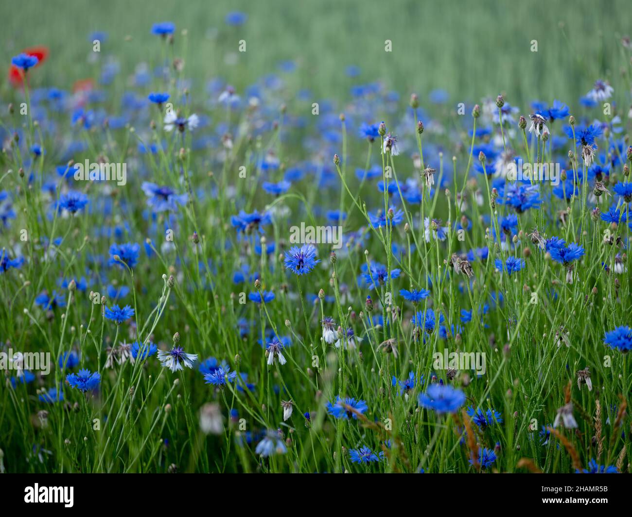 Fleurs de Corny bleu vif sur une prairie à fleurs au début de l'été Banque D'Images