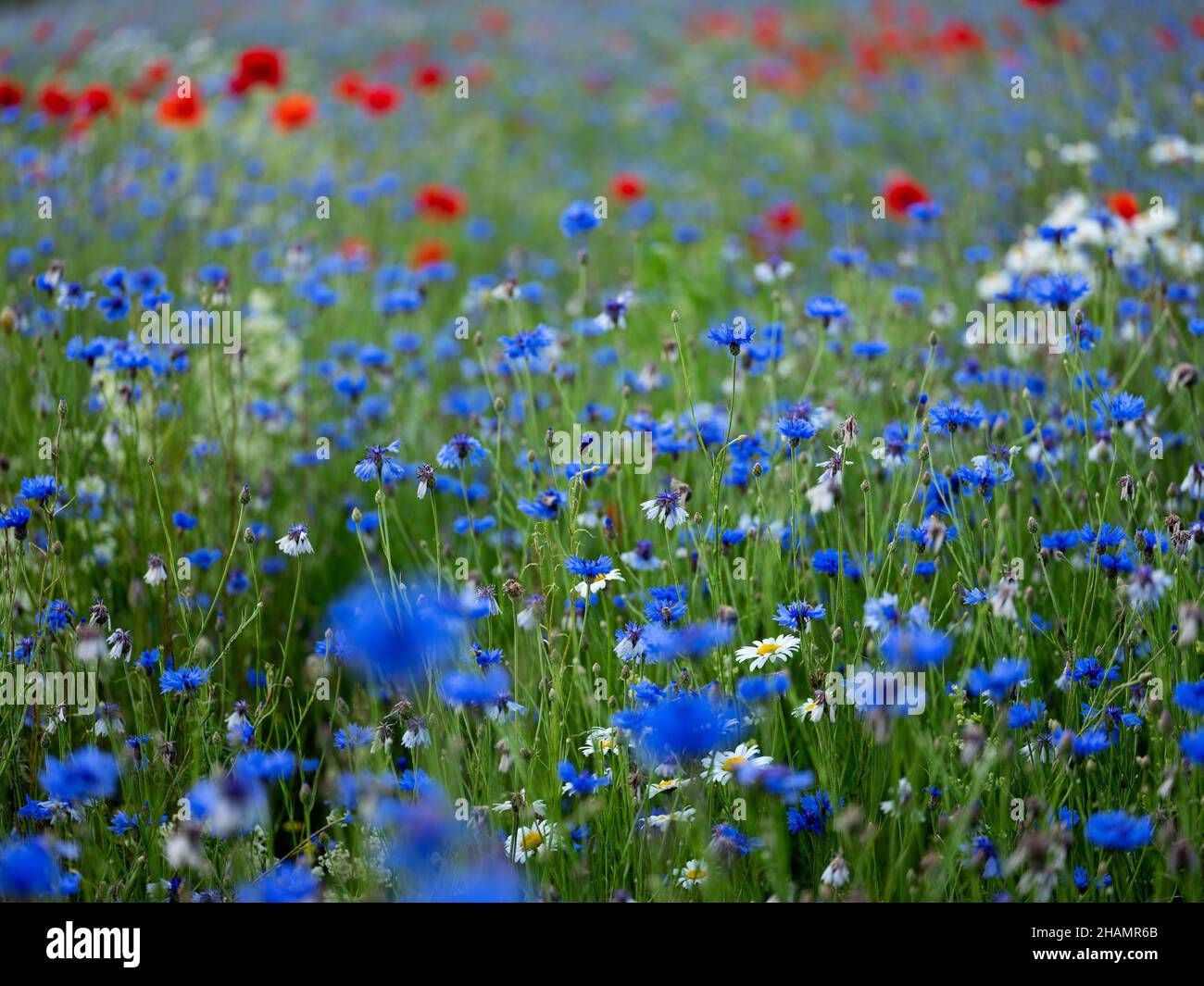 Fleurs de Corny bleu vif sur une prairie à fleurs au début de l'été Banque D'Images