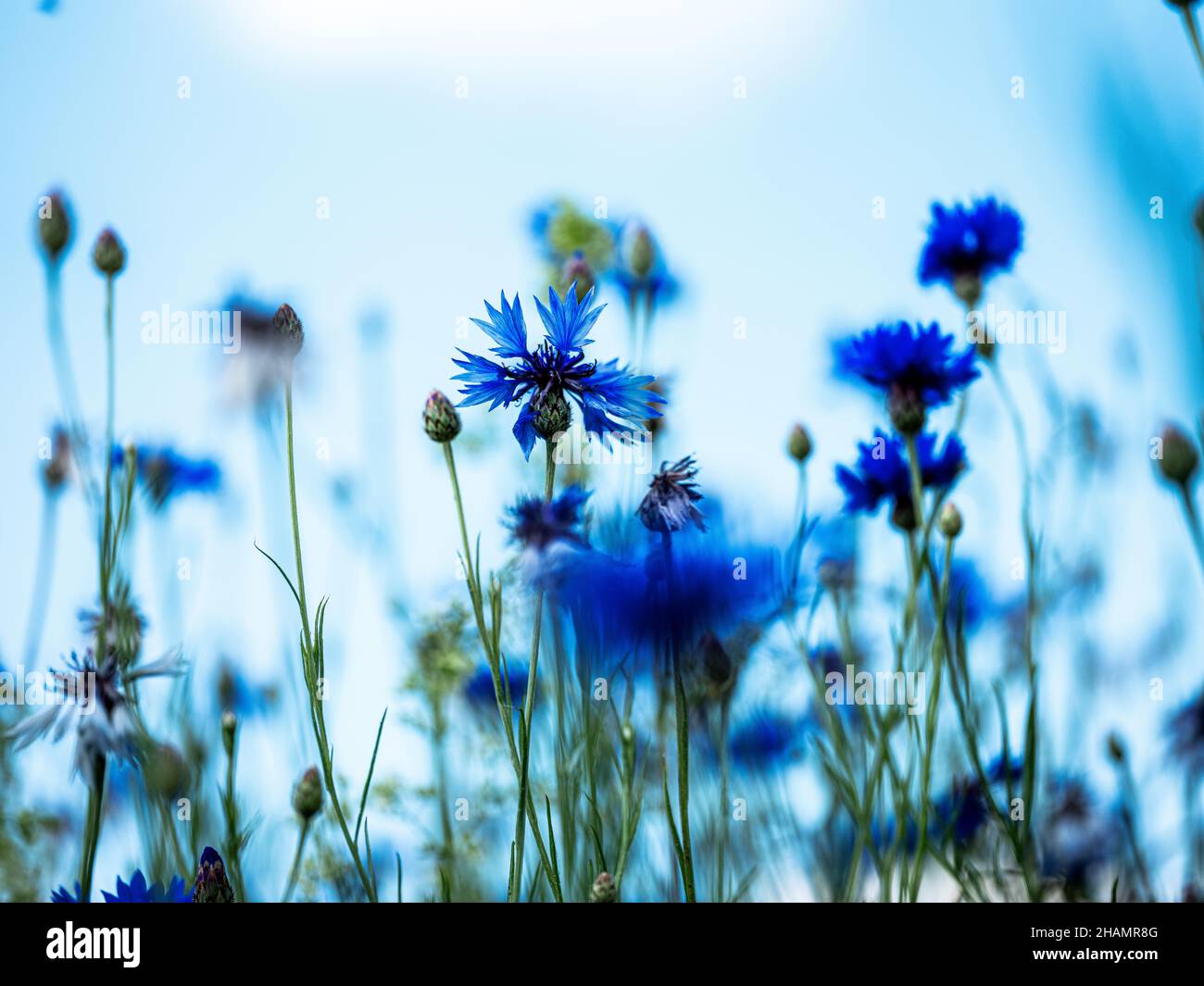 Fleurs de Corny bleu vif sur une prairie à fleurs au début de l'été Banque D'Images