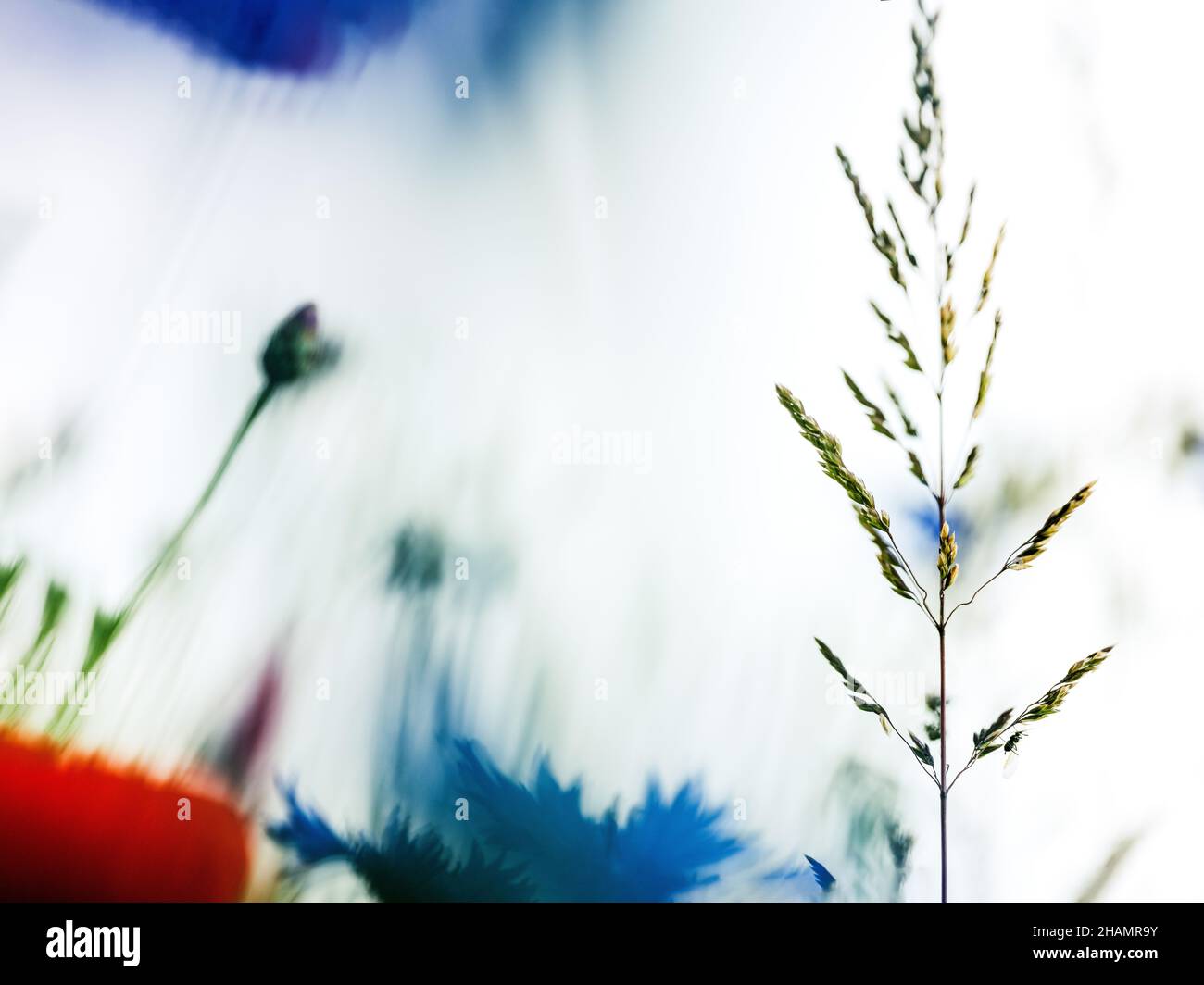 Fleurs de Corny bleu vif sur une prairie à fleurs au début de l'été Banque D'Images