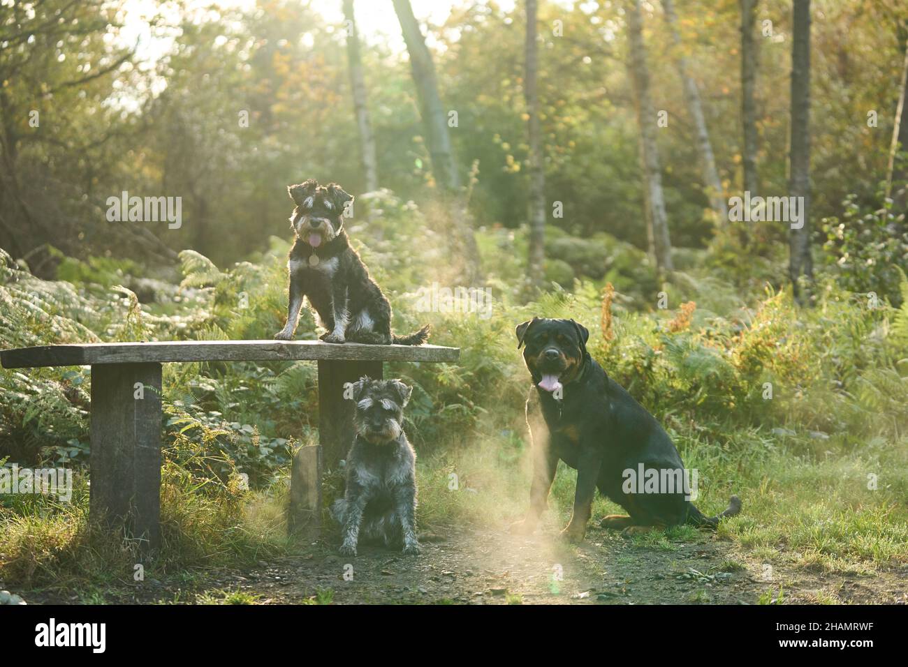 Chiens sur une promenade d'automne Banque D'Images