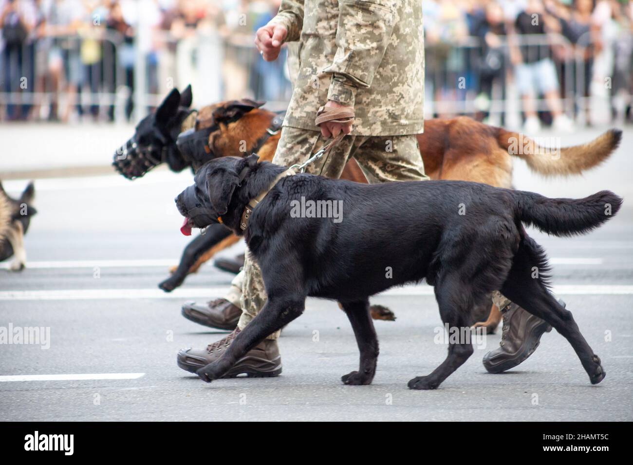Chiens au service de l'État.Chien noir garde-frontière labrador sur la rue.Renifleur de protection de surveillance.Chien de race lors d'un défilé avec l'armée. Banque D'Images