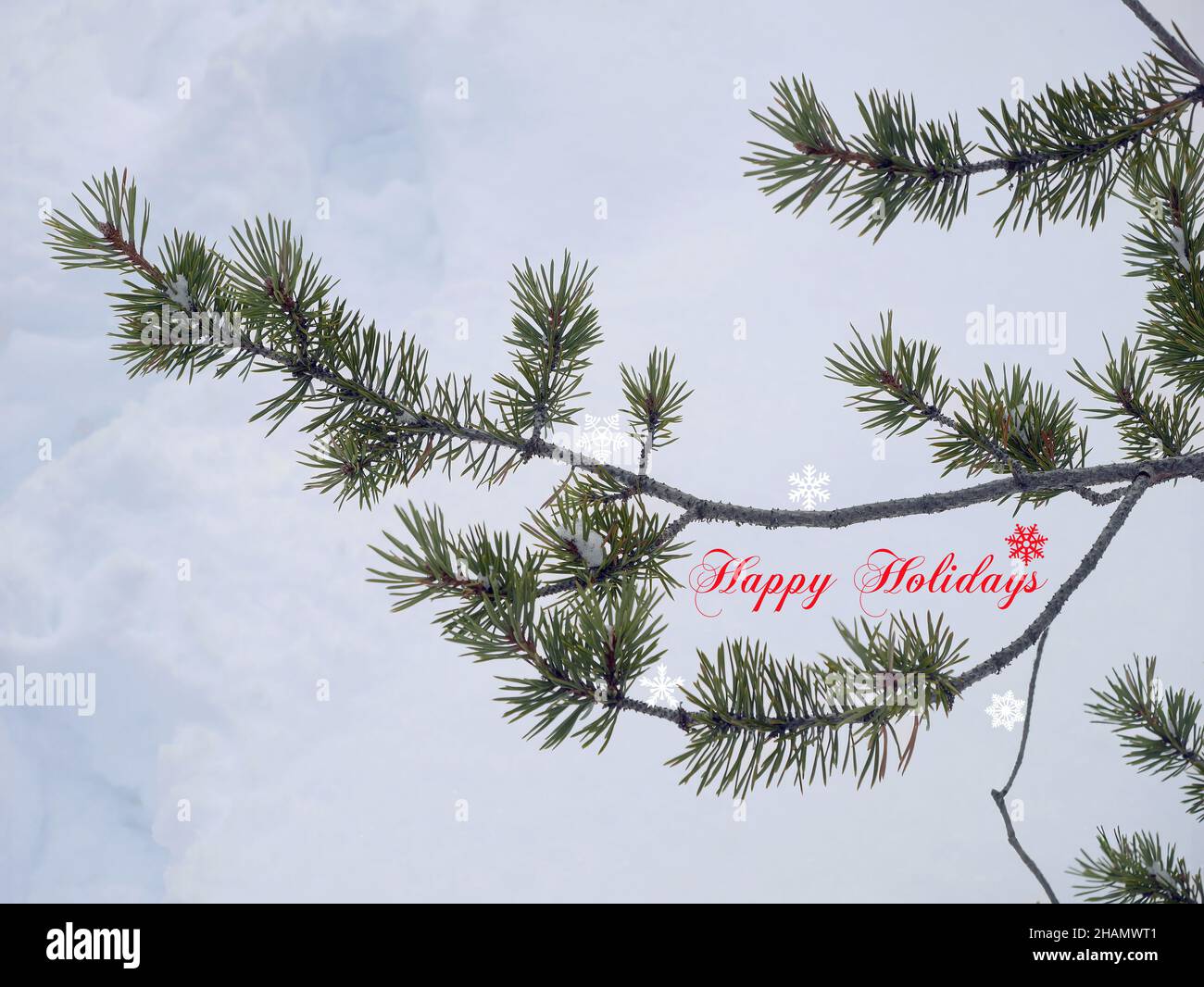 PIN branches de l'arbre de conifères ilex feuillage sous la couverture de neige blanche carte joyeux noël joyeuses fêtes Banque D'Images