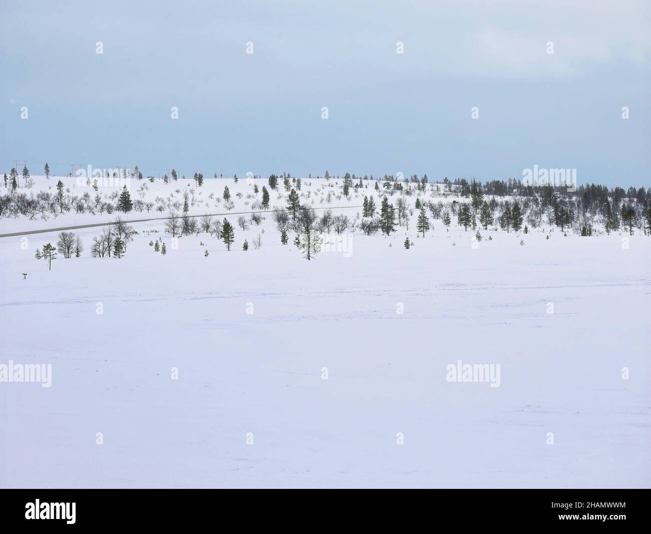 Paysage scène de Pine Tree ilix conifères feuillage sous la neige blanche couvrir la colline de montagne sous le ciel bleu Banque D'Images