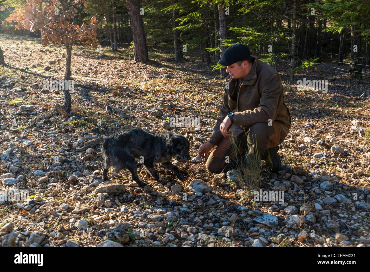 Le chien renifleur Manolo creuse à un endroit où il a trouvé quelque chose tandis que le producteur de truffes Tangay Demachy observe, Domaine de Majastre, Bauduen, département du Var, France. Des chiens de toutes races peuvent être dressés pour chercher des truffes ; pendant la saison de pointe, cinq chasseurs de truffes travaillent avec leurs chiens sur le domaine, payés à la semaine et au poids des truffes trouvées. Banque D'Images