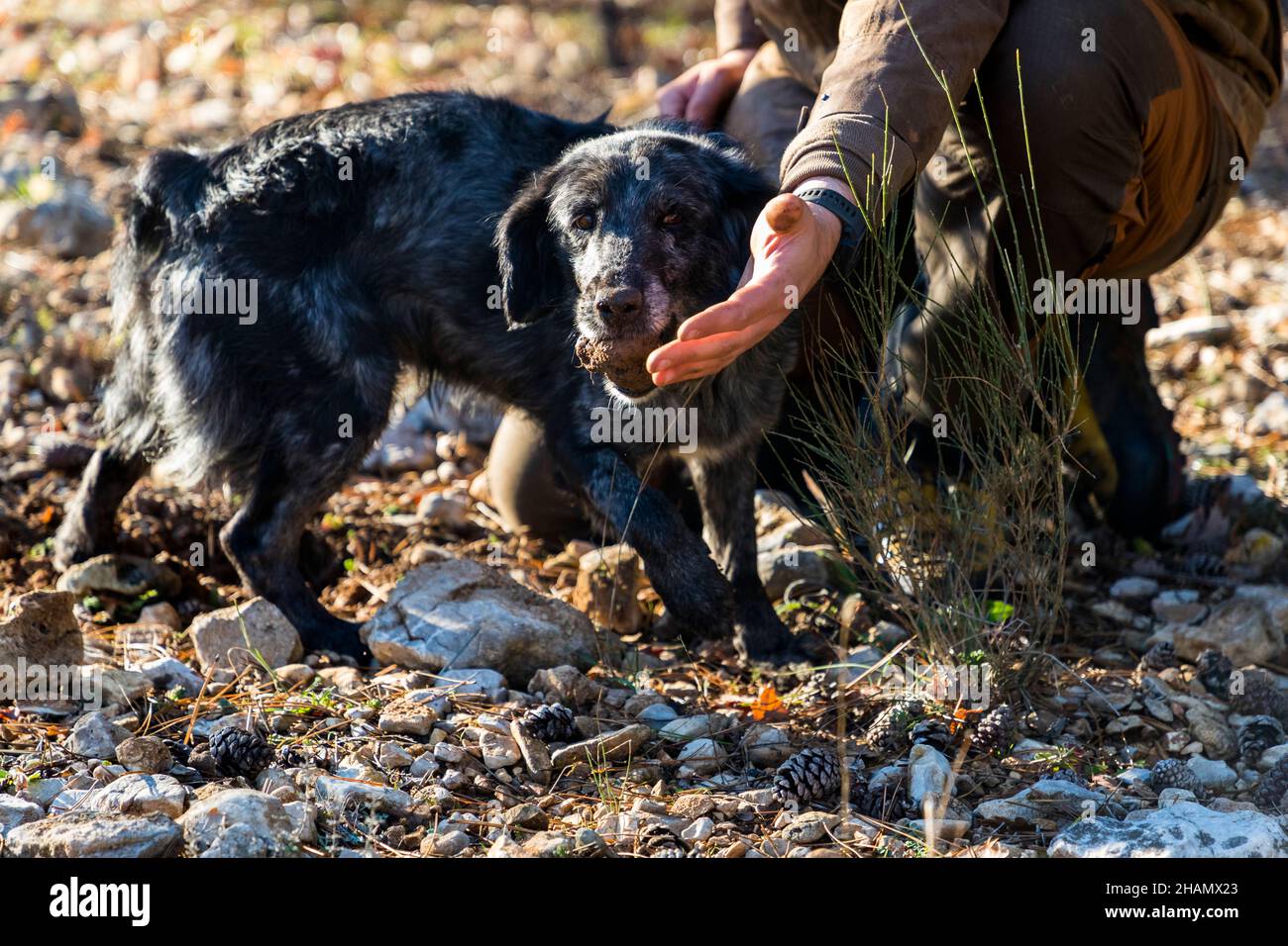 Le chien renifleur Manolo tient un truffe trouvé dans sa gueule tandis que le producteur de truffes Tangay Demachy tend la main vers elle, Domaine de Majastre, Bauduen, département du Var, France. Banque D'Images