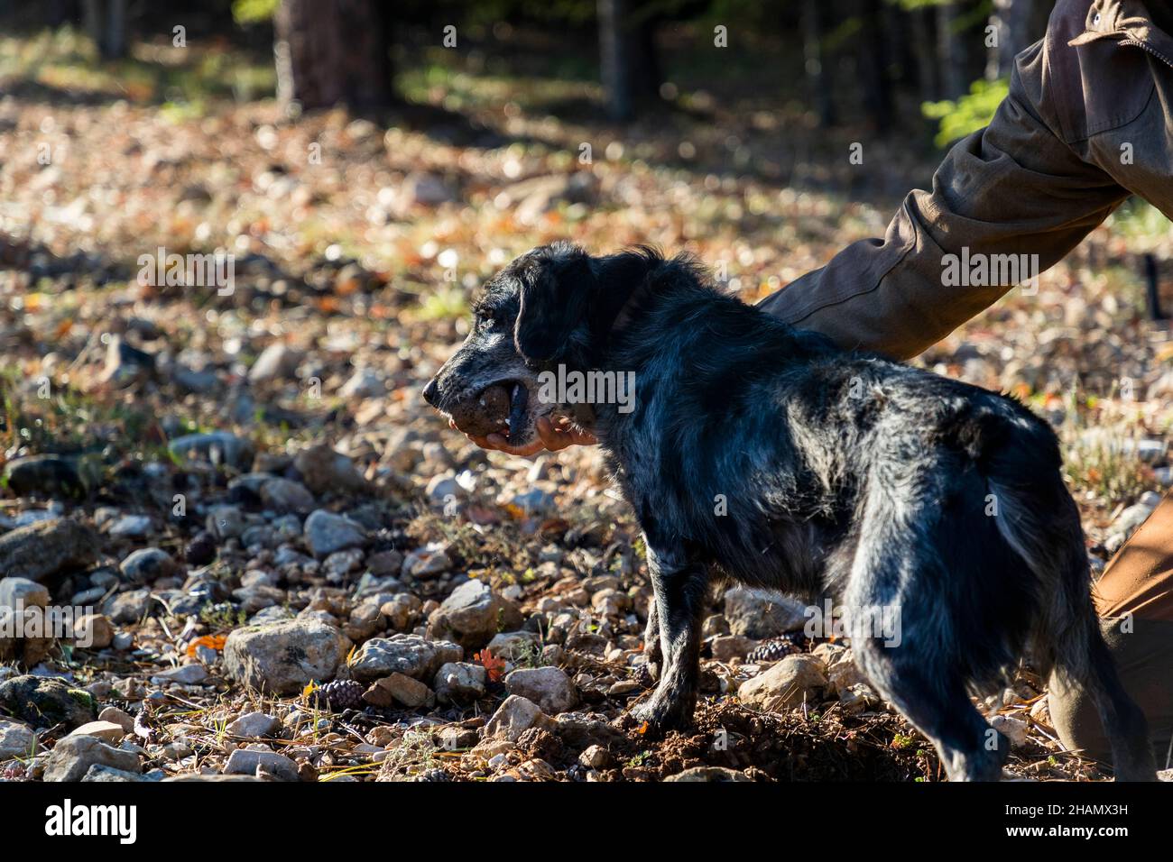 Le chien renifleur Manolo tient le truffe tout juste trouvé dans sa gueule alors que le bras du producteur de truffes Tangay Demachy tend vers lui, Domaine de Majastre, Bauduen, département du Var, France. Banque D'Images