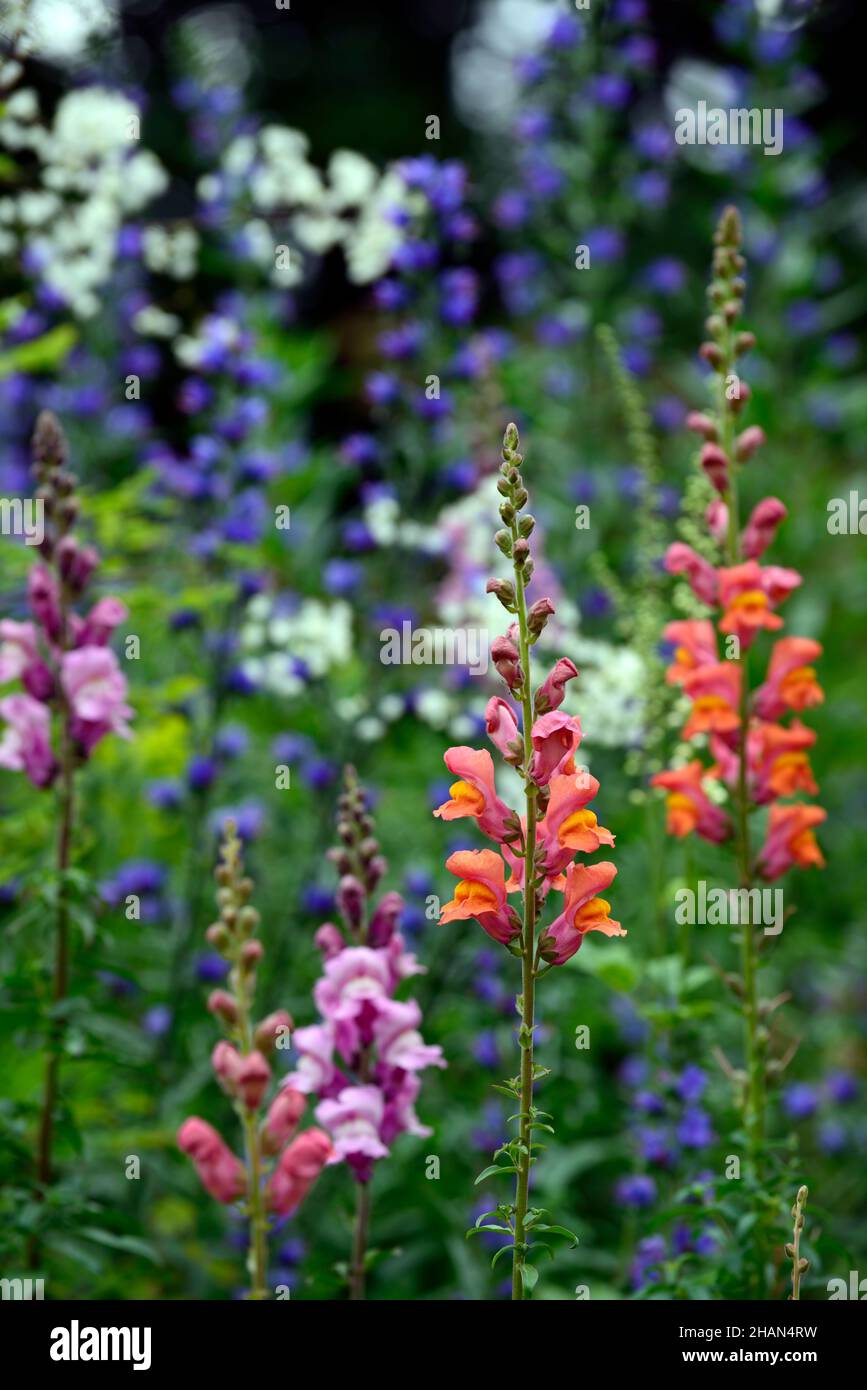 Antirrhinum majus ouverture orange,Antirrhinum majus rose,snapdragon,vivandragons,orange rose,fleurs,fleurs,fleurs,fleurs,annuals,plantes de literie,RM Floral Banque D'Images