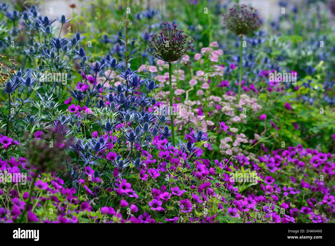 Eryngium X Zabelii Big Blue,Sea Holly,Blue flowers,Blue flower,border,géranium anne thomson, allium,mixte plantation,dense plantation,den Banque D'Images