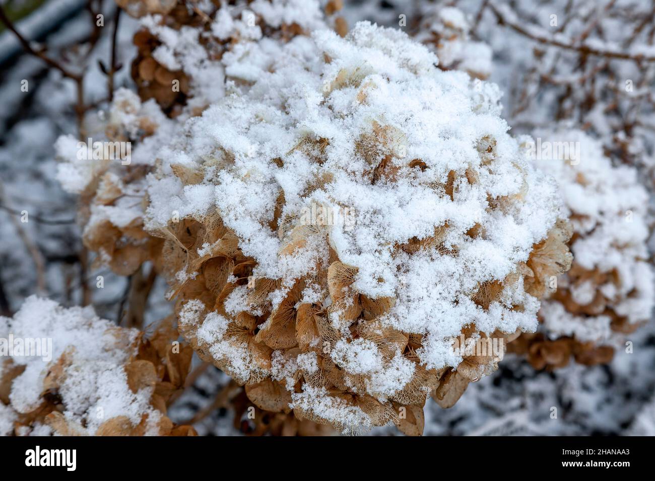 Tête de semence d'hortensia, recouverte de neige et de glace pendant les mois d'hiver de décembre et janvier, photo de stock Banque D'Images