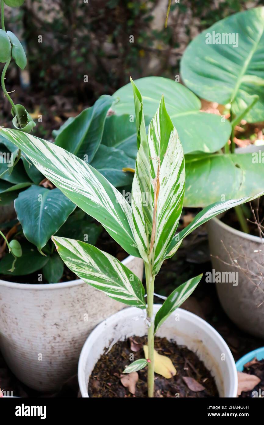 SynonymA sanderae, Variegated Shell Ginger ou ZINGIBERACEAE ยสฟืะ Banque D'Images
