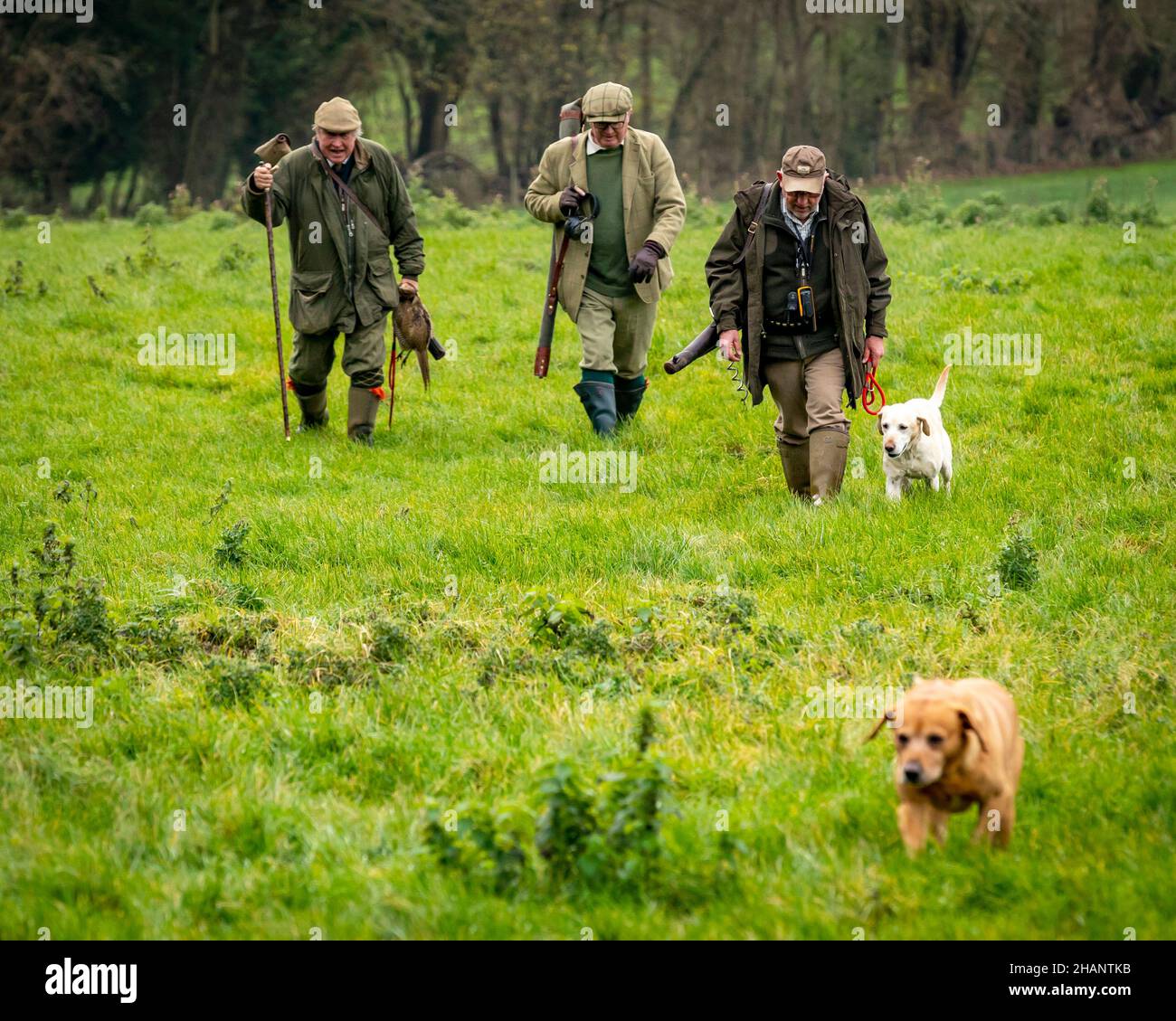 Trois messieurs marchant de la route sur le shoot faisan, Hampshire, Angleterre. Banque D'Images